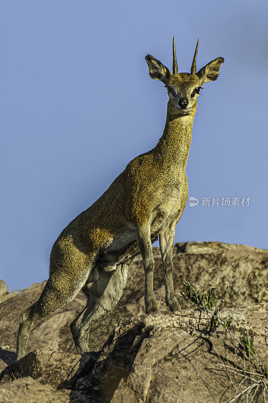 Klipspringer, Oreotragus Oreotragus，丘比国家公园萨乌特地区，博茨瓦纳，偶蹄目，牛科。一种生活在岩石地形上的小羚羊。男性有角。